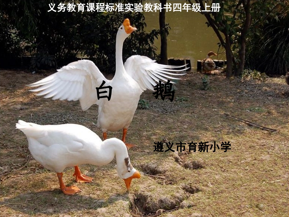 白鹅PPT课件_第1页