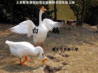 白鹅PPT课件