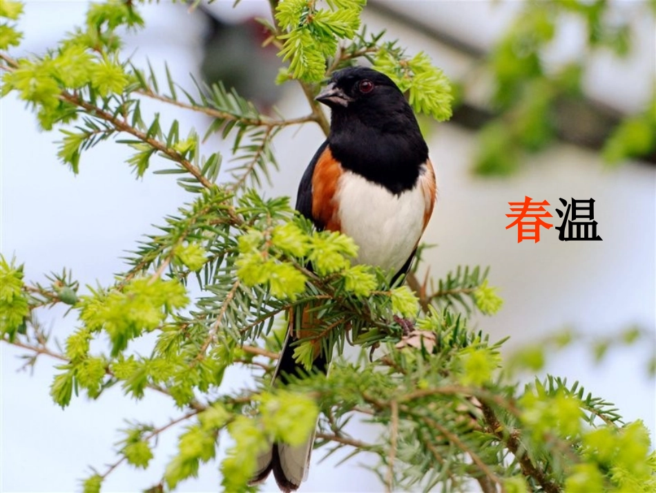 人教版《31温度》课件_第2页