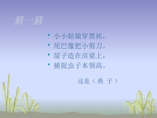 三年级燕子课件
