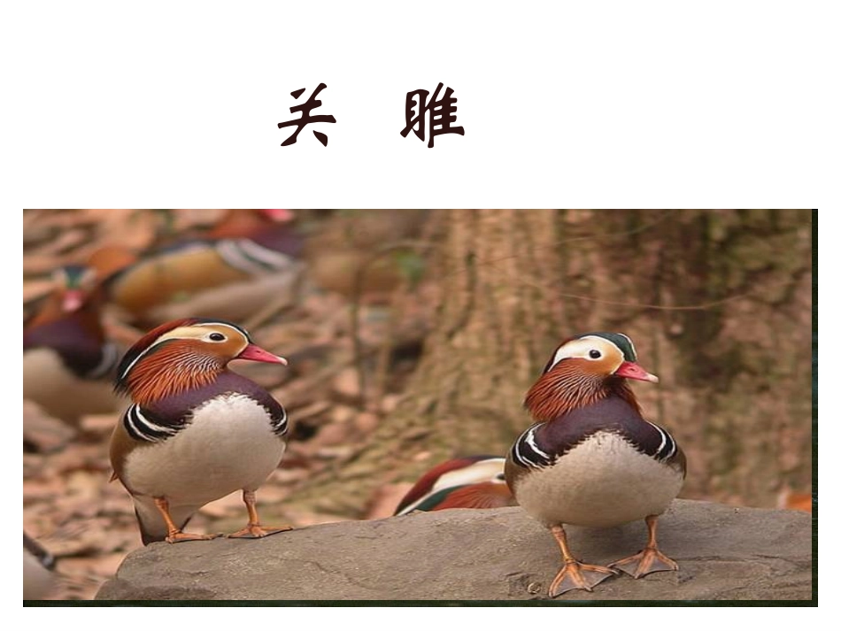《关雎》课件_第1页