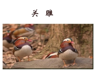 《关雎》课件