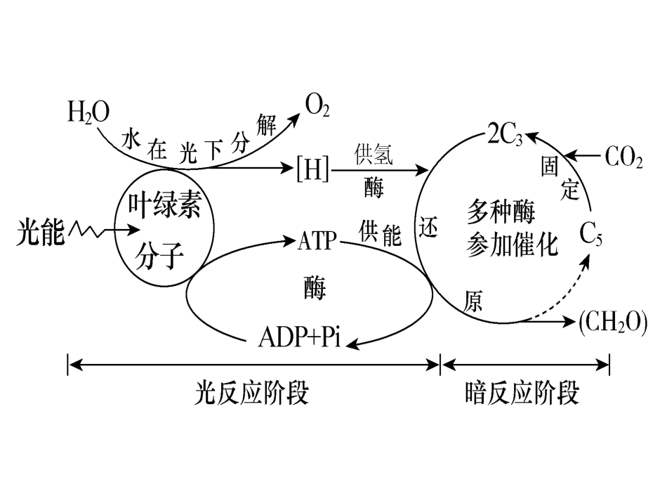 光合作用课件(罗楚旋)_第2页