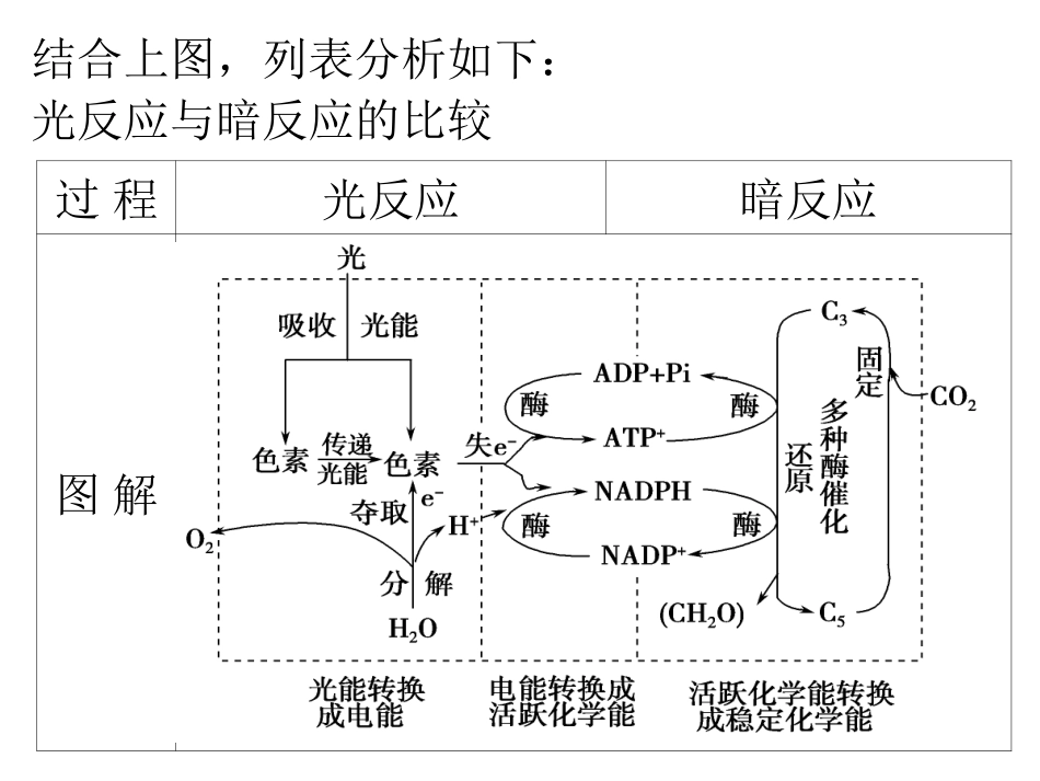 光合作用课件(罗楚旋)_第3页