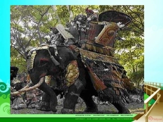 最后一头战象 (2)