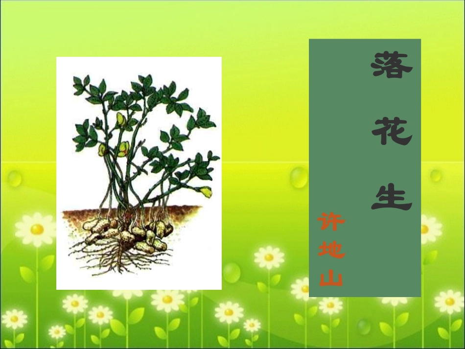 落花生课件课件_第1页