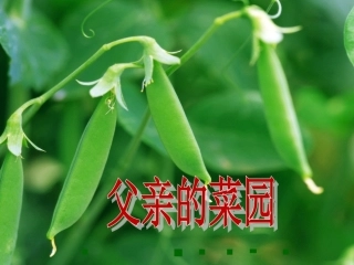 父亲的菜园 ()