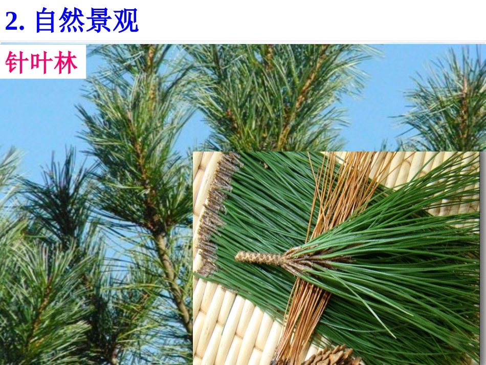 第六单元第一课《红松之乡》_第3页