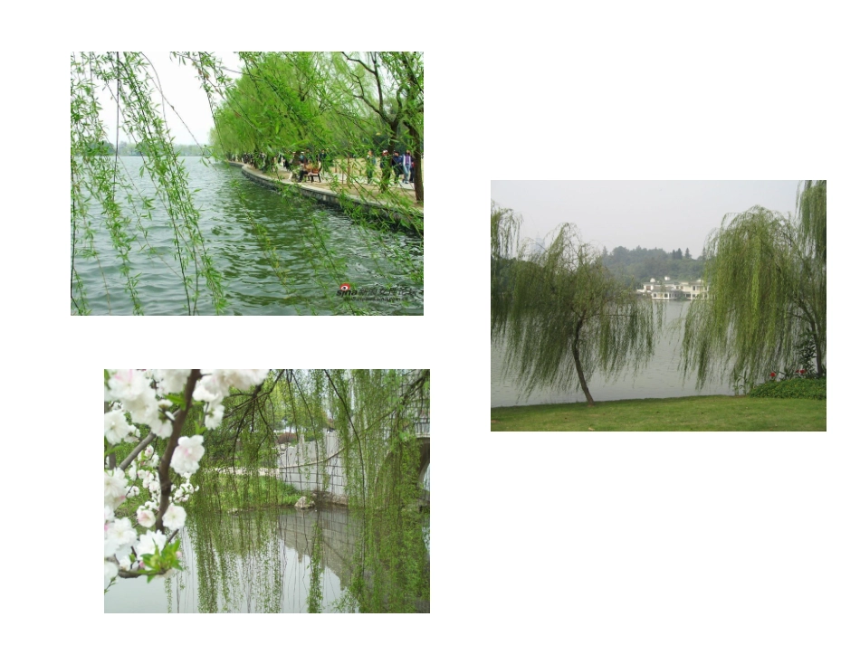 幼儿园大班音乐柳树姑娘课件[1]_第2页