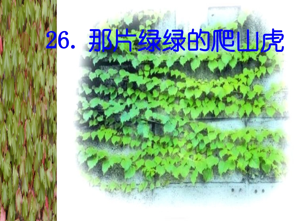 《那片绿绿的爬山虎》课件 (2)_第1页