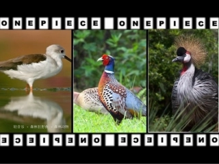 PEP三上U4bLet'slearn