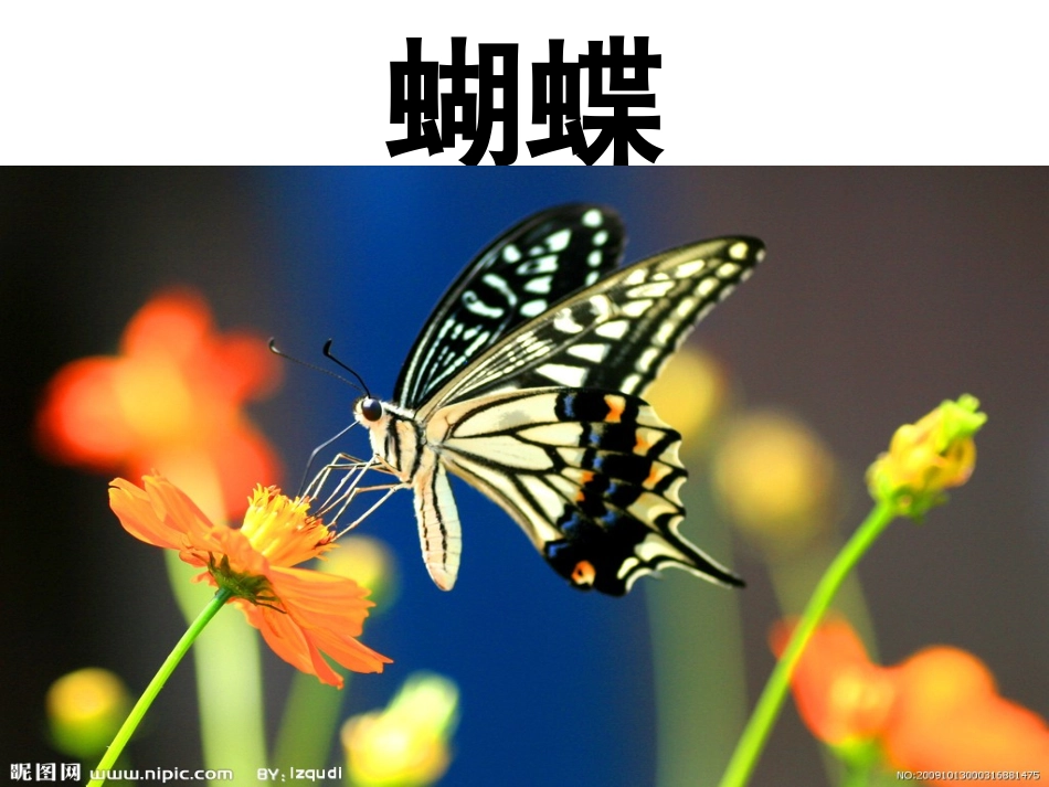 科学活动：蝴蝶_第2页