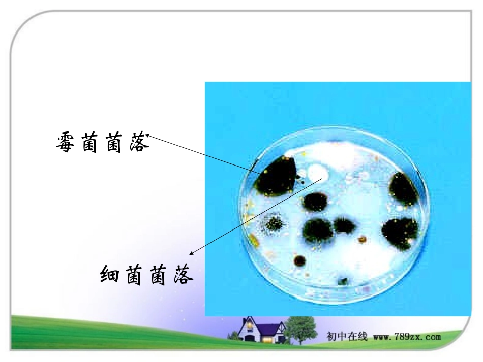 细菌和真菌的分布_第3页