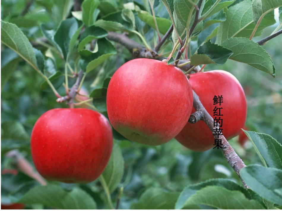 植物妈妈有办法课件_第1页