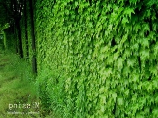 那片绿绿的爬山虎课件
