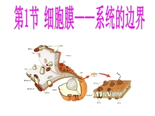 第1节细胞膜—系统的边界（30张PPT）