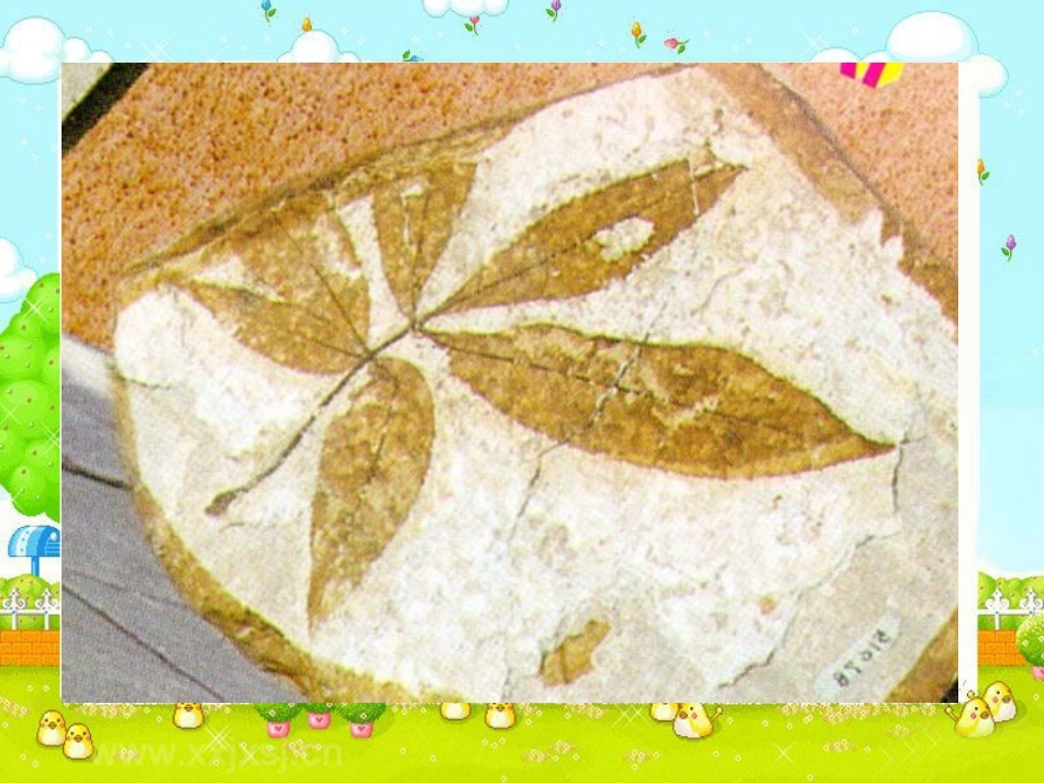 《化石吟》课件1_第2页