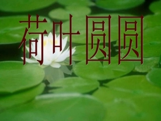 《荷叶圆圆》教学课件