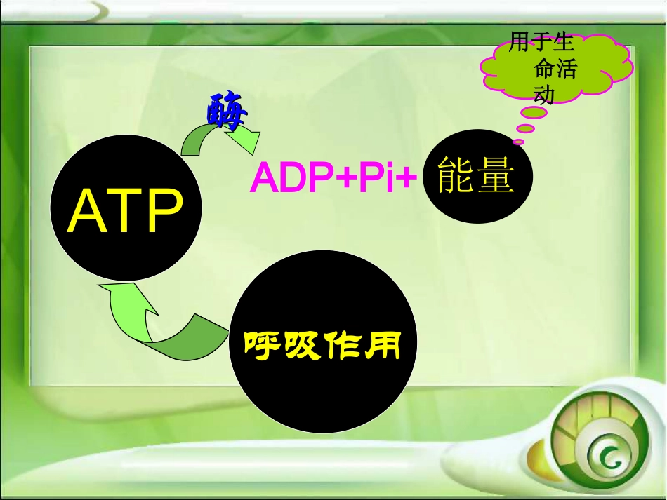 细胞呼吸-陆发娇_第3页
