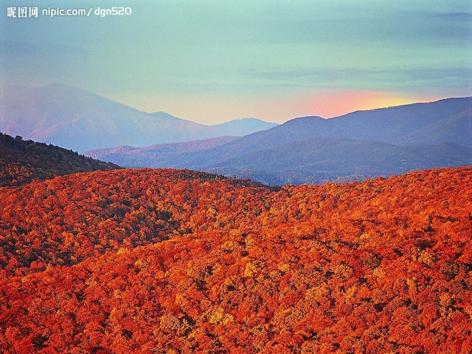 北师大版第十一册《白桦林的低语》_第2页