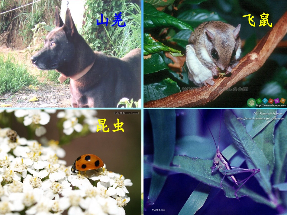 森林的歌声课件_第2页