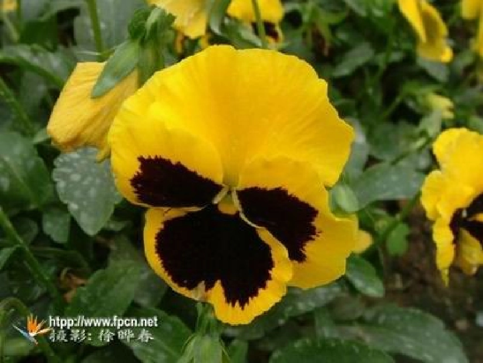 蝴蝶花PPT课件_第3页