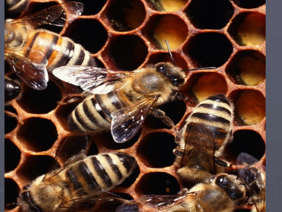 《蜜蜂》课件 ()_第3页