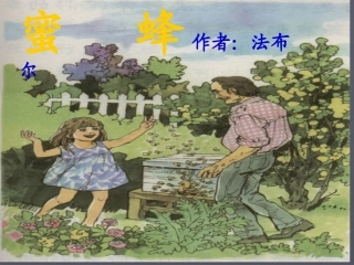 《蜜蜂》课件 ()