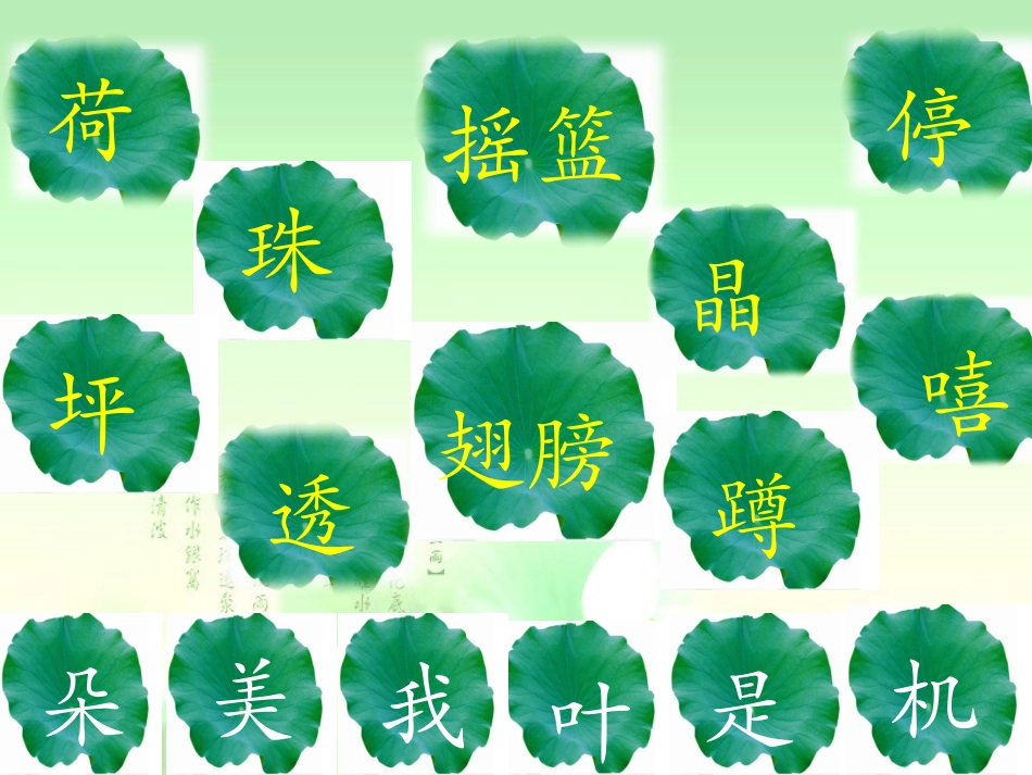荷叶圆圆课件定稿_第3页