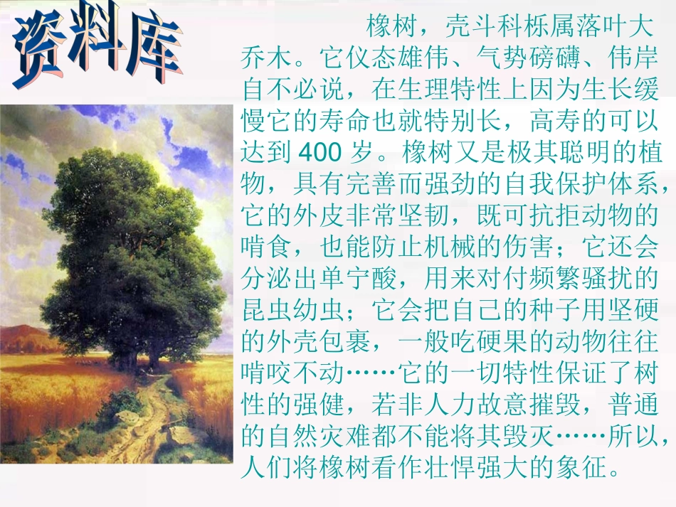 《路旁的橡树》PPT课件_第3页