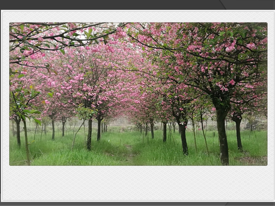 扮靓生活的花卉纹样——湖南版美术教材初一下_第2页