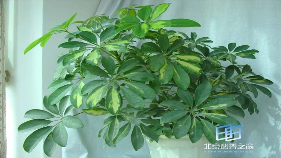 大象版六年级上《植物角里的科学问题》_第3页