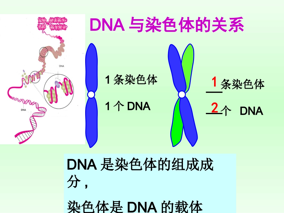 基因是有遗传效应的DNA片段_第2页