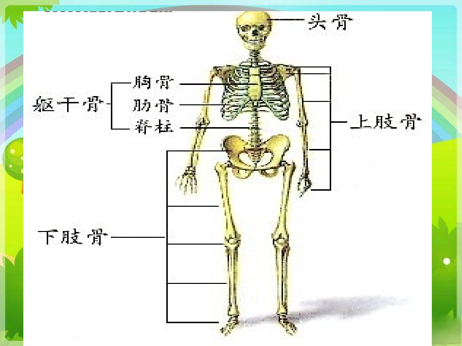 骨骼、肌肉的保健_课件_第2页