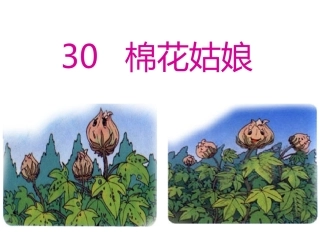 棉花姑娘(3)