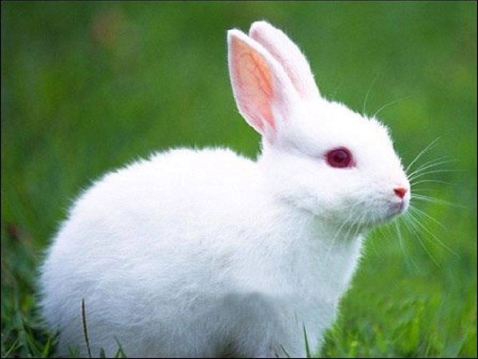 小白兔和小灰兔全_第2页