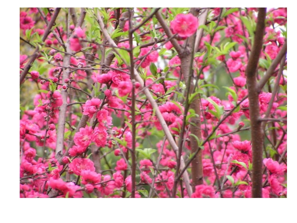 桃花(新）课件_第2页