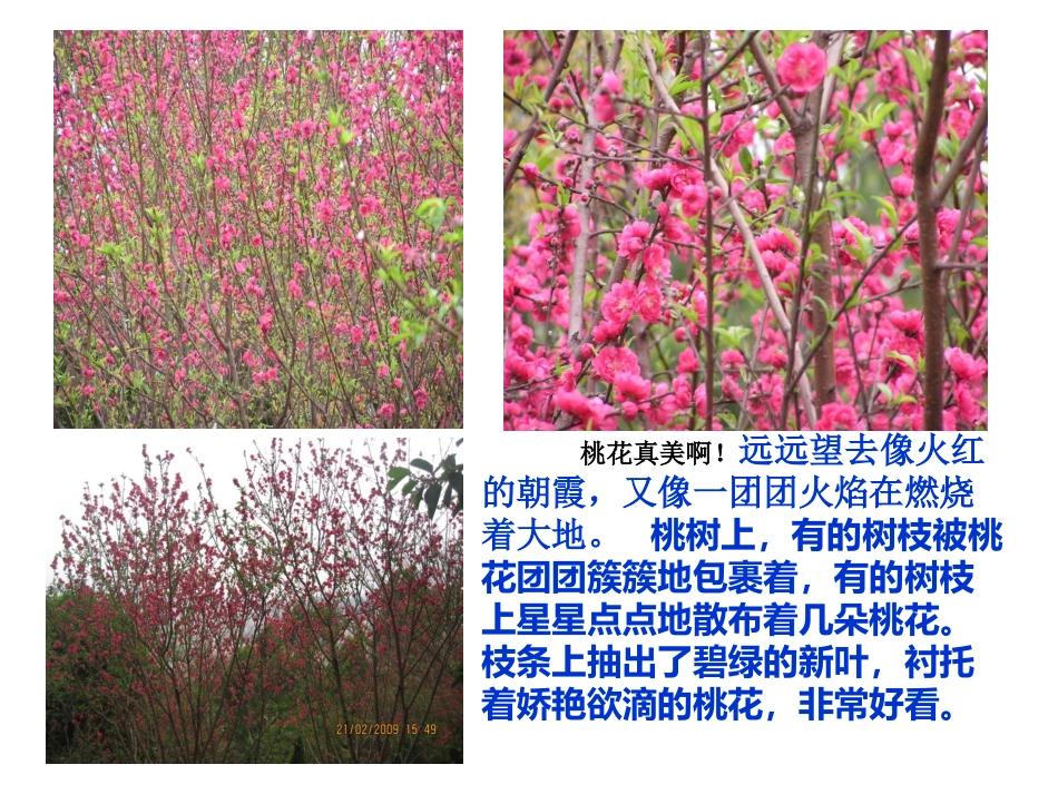 桃花(新）课件_第3页