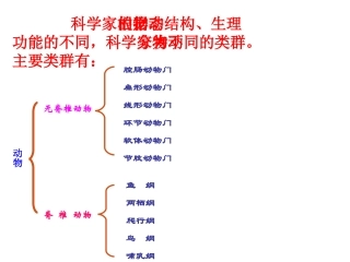 腔肠动物和扁形动物