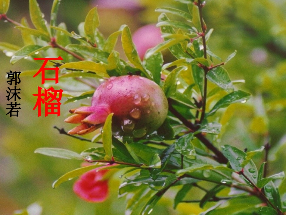 《石榴》课件_第1页