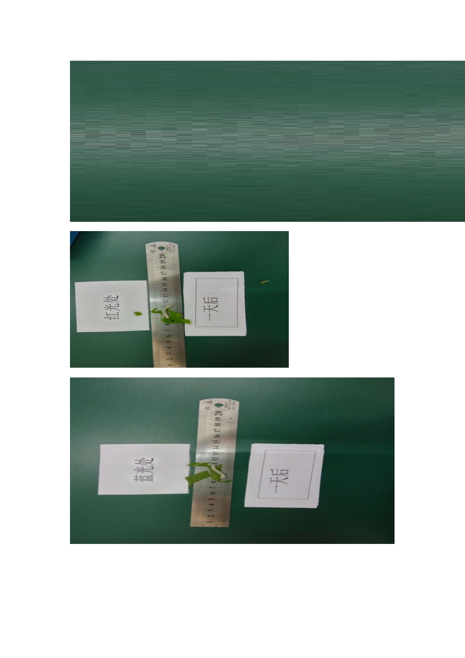 非生物因素（红、蓝、绿光）影响蚕虫发育七（2）班何雪莹陈洁晴_第3页
