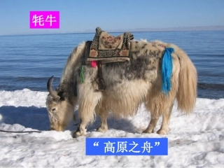 海拔最高的牧区 (2)