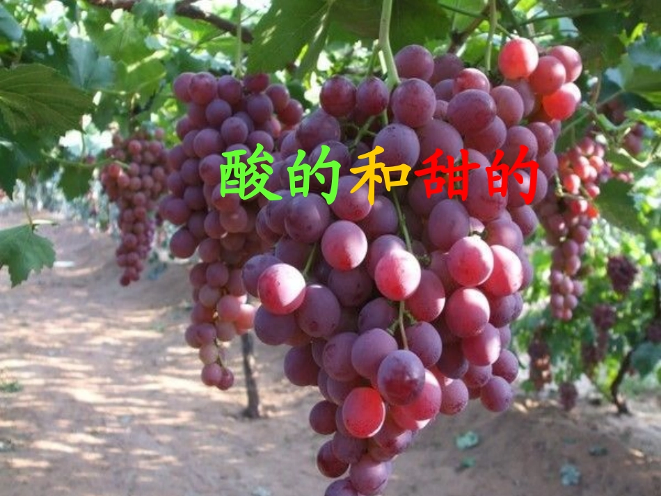 《酸的和甜的》课件【14页】_第1页