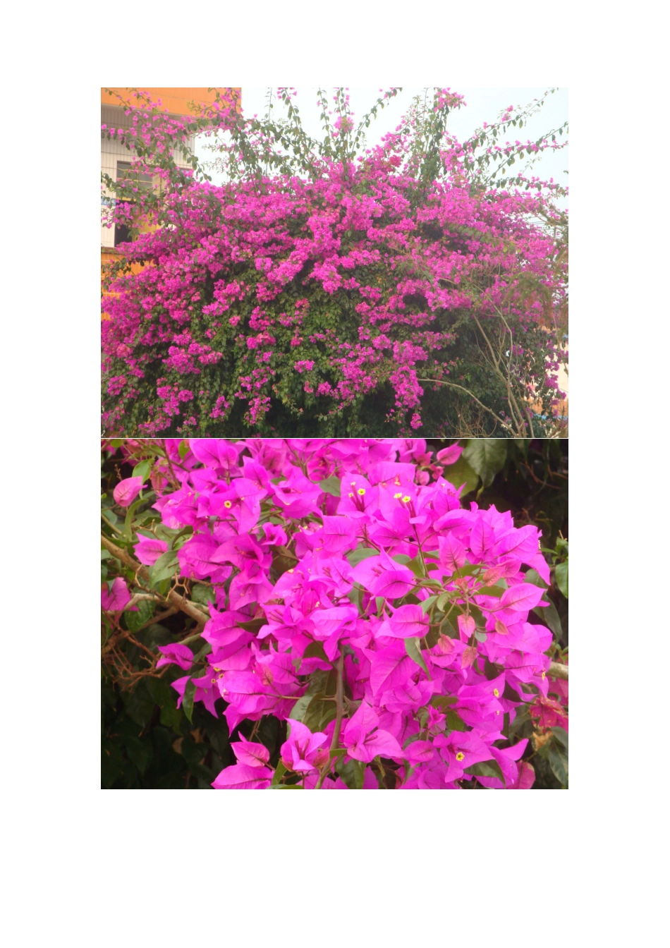 锦屏镇景范完小简介_第3页
