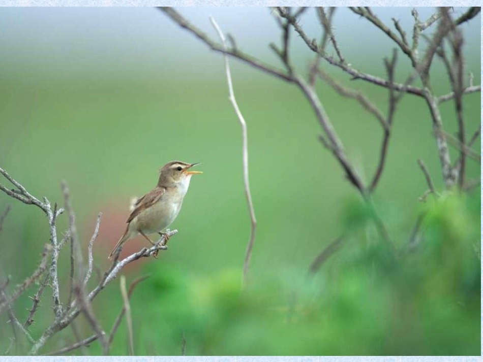 触摸春天第一课时PPT_第3页