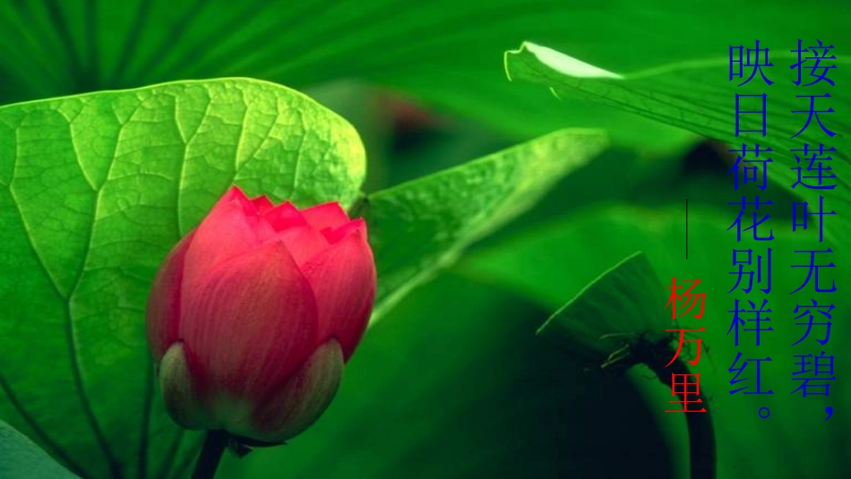 爱莲说演示文稿2_第3页