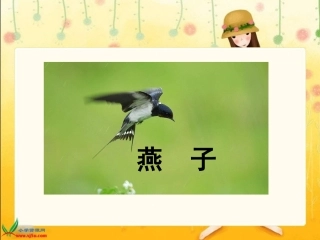 《燕子》课件 ()