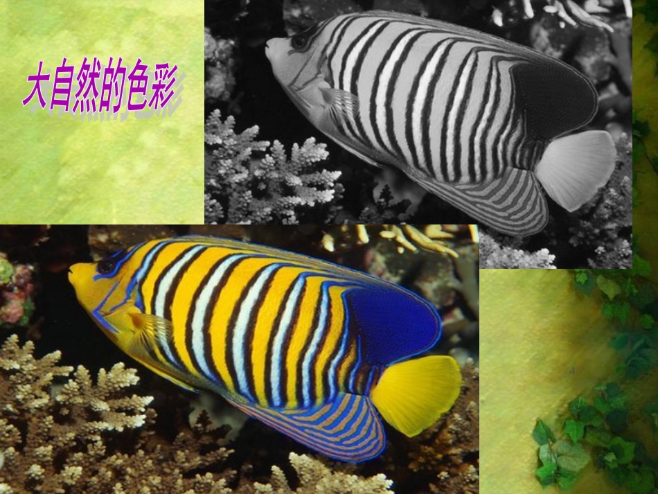 新人教版七年级美术下册《色彩的魅力》课件2_第3页