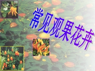 常见观果花卉