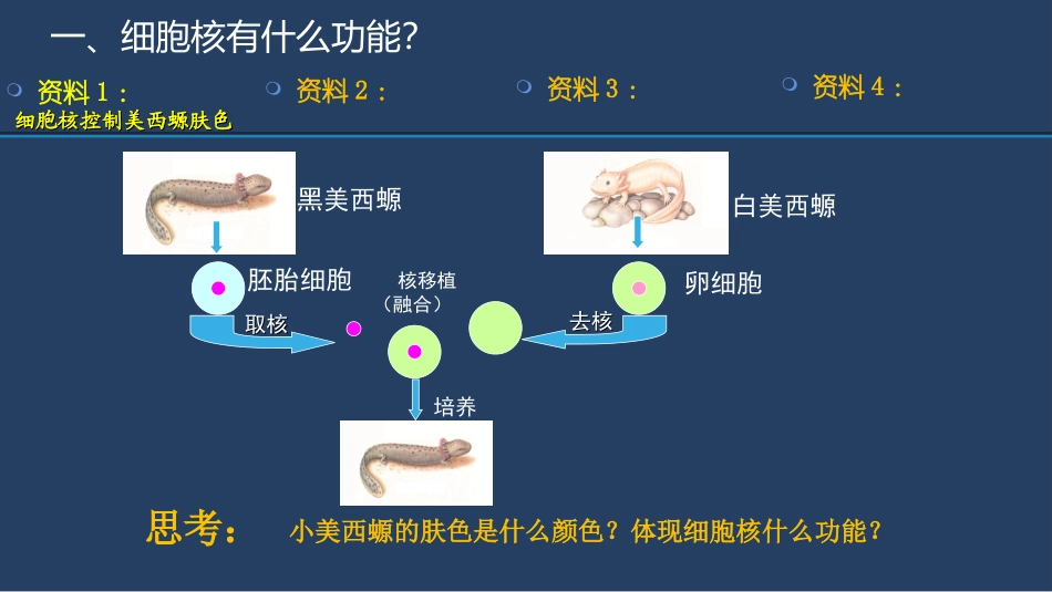 第3节细胞核_第3页